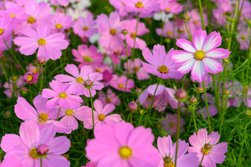 Obraz premium beautiful daisy or Cosmos bipinnata Cav