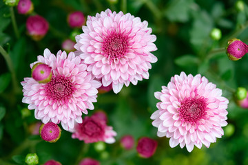 pink chrysanthemum flowers horizontal composition