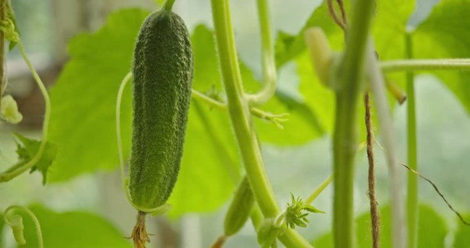 Fresh, juicy, natural cucumber hanging on a bush in a greenhouse ready to become part of your salad. 