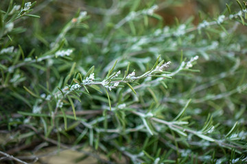 Rosmarinus officinalis