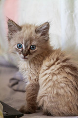 Kitten with blue eyes on reflective background
