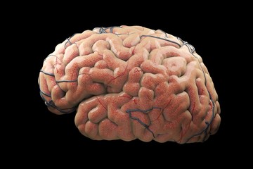 Close up Realistic Brain Concept on black background. 3D Render.