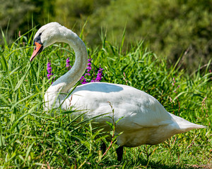 swan eating some fresh grass