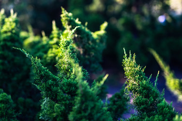 Natural photos of pine trees and sunset light