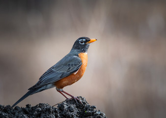 American Robin &ndash; Turdus Migratorius Closeup