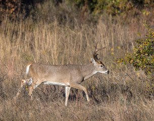 White-tailed Deer in the Wichita Mountains