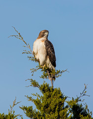 Fototapeta premium Hawk on a perch