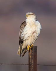 Hawk on a perch