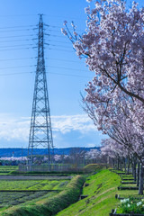 今年も桜の季節がやってきましたよ！