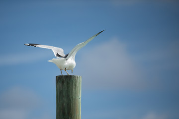 Photo of a seagull about to take off  or fly