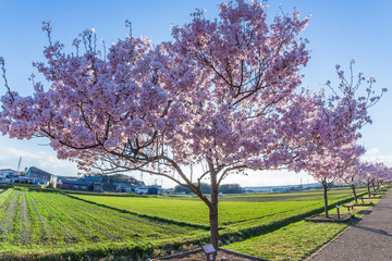 Fototapeta premium 今年も桜の季節がやってきましたよ！