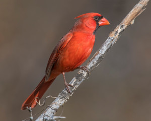 Male Northern Cardinal