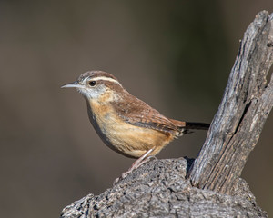 Carolina Wren on a perch