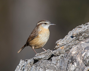 Carolina Wren on a perch