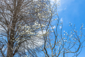 春の公園をウロウロすると気持いいよねっ！