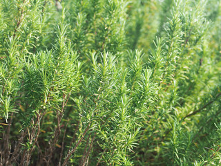青々と茂るローズマリーの葉