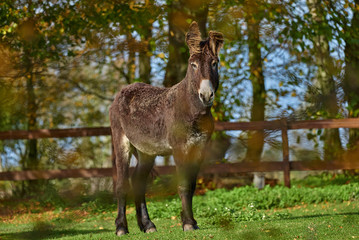beautiful great donkey stands on a paddock on a sunny day - it is a bit dirty