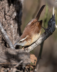 Carolina Wren on a perch
