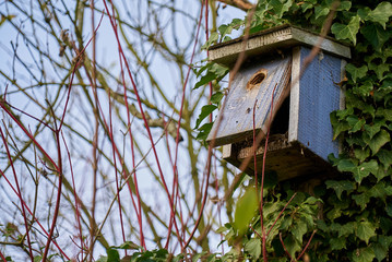 abandoned blue painted wooden nesting box is hanging on a tree, it is opened and an old nest is visible