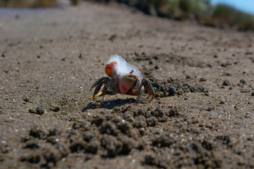 crab on the beach