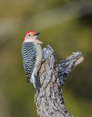 Red-bellied Woodpecker on a tree