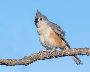 Tufted Titmouse