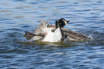 Canada goose or branta canadensis bathing playfully in lake with leg sticking out as goose rotates body in water