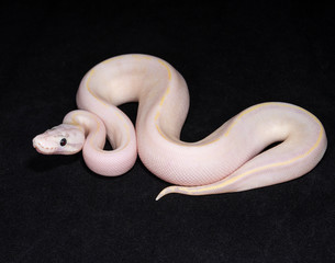 Nuclear Ball Python on a Black Background