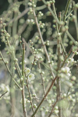 咲き始めた緑萼梅