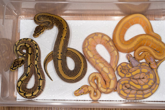 A clutch of baby Ball Pythons