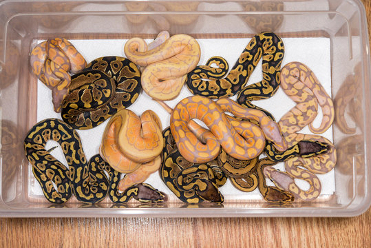 A clutch of baby Ball Pythons