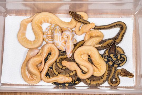 A clutch of baby Ball Pythons