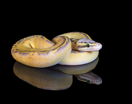 Pastel Highway Ball Python on a black reflective background