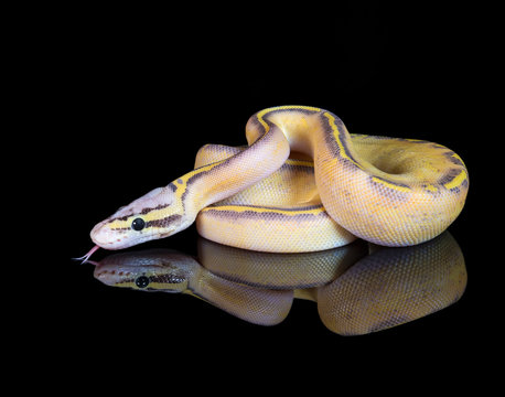 Pastel Highway Ball Python on a black reflective background