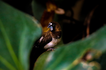 Little Bird
