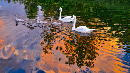 swans swimming on the pond in the park