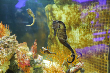 流されるタツノオトシゴ © yukari m