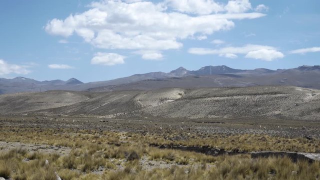 Panoramic view of rough dry landscape scenery in the highlands of the Andes Mountains in Peru between Arequipa, Chivay and the Colca Canyon with wild vicunas, llamas and alpacas in the distance