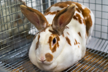 Rabbit in the cage. Rabbit farm.
