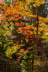 日本の秋 滋賀 湖東三山 西明寺61 　Autumn in Japan, Shiga Prefecture, Koto-sanzan...