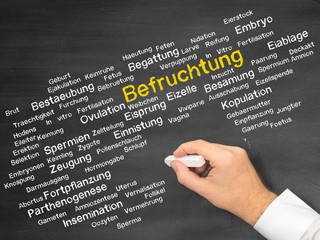 Befruchtung