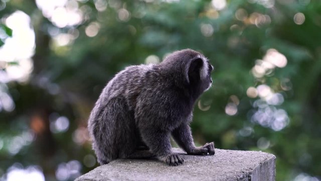 Brazilian mico small monkey looking around with forest as background