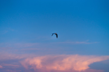 Flying seagull