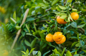Orange tree in the garden.Farm of fruit