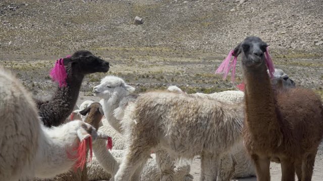 Herd of llamas with ear markers in the highlands of the Andes Mountains in Peru between Arequipa, Chivay and the Colca Canyon