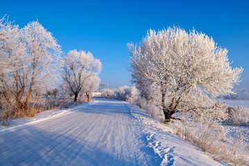 Soft rime and snow scenic of winter season