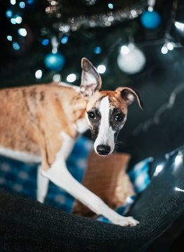 Cute whippet dog with big funny ears in front of string lights and Christmas tree with white and blue balls. Beautiful image for festive design, wallpaper, poster, greeting card, party invitation.
