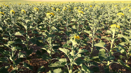 Contrast natural colors of yellow and green plants. Agricultural landscape in the center of Spain. The harvest ripens under the sun's rays. Light and warm atmosphere. Field sown with sunflowers.