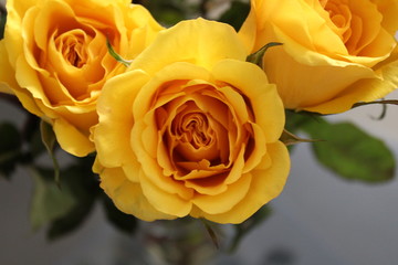 Heart of the Yellow Rose