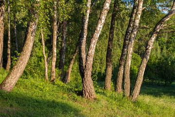 Beautiful green birch grove in spring afternoon